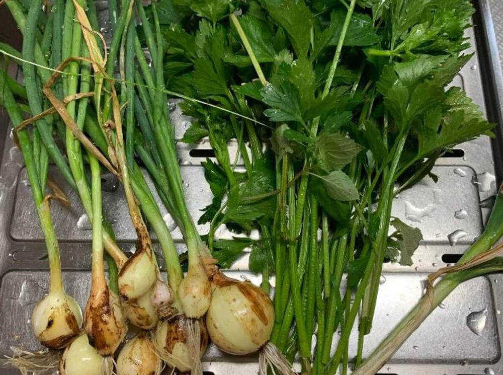 にんにくスプラウト