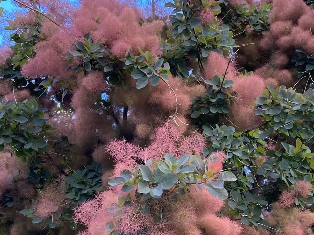 スモークツリー