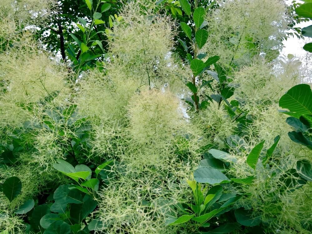 スモークツリー