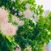 スモークツリーの種類人気ランキング｜矮性の小さい品種はどれ？の画像