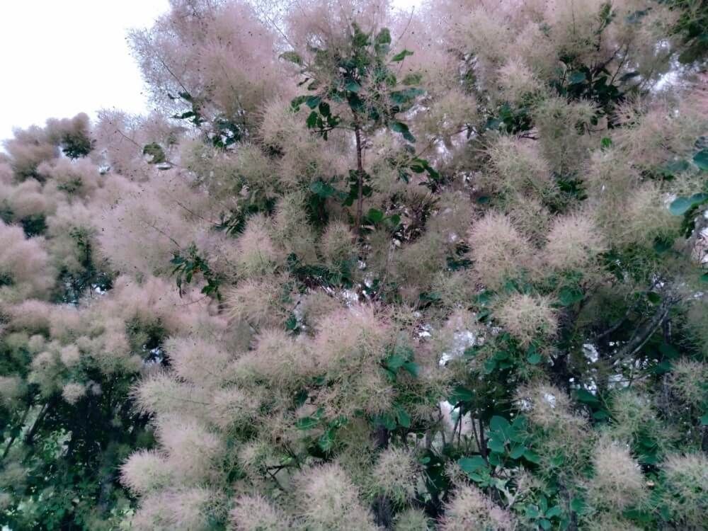 スモークツリー