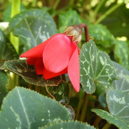 シクラメンの夏越し 休眠の時期やコツ 方法は Greensnap グリーンスナップ