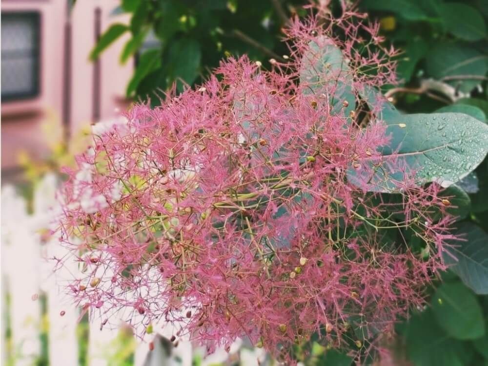 スモークツリー　グレース　グレイス