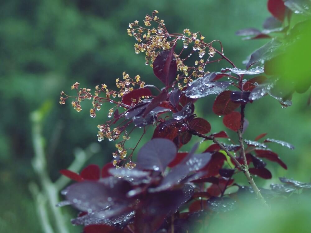 スモークツリー　ロイヤルパープル