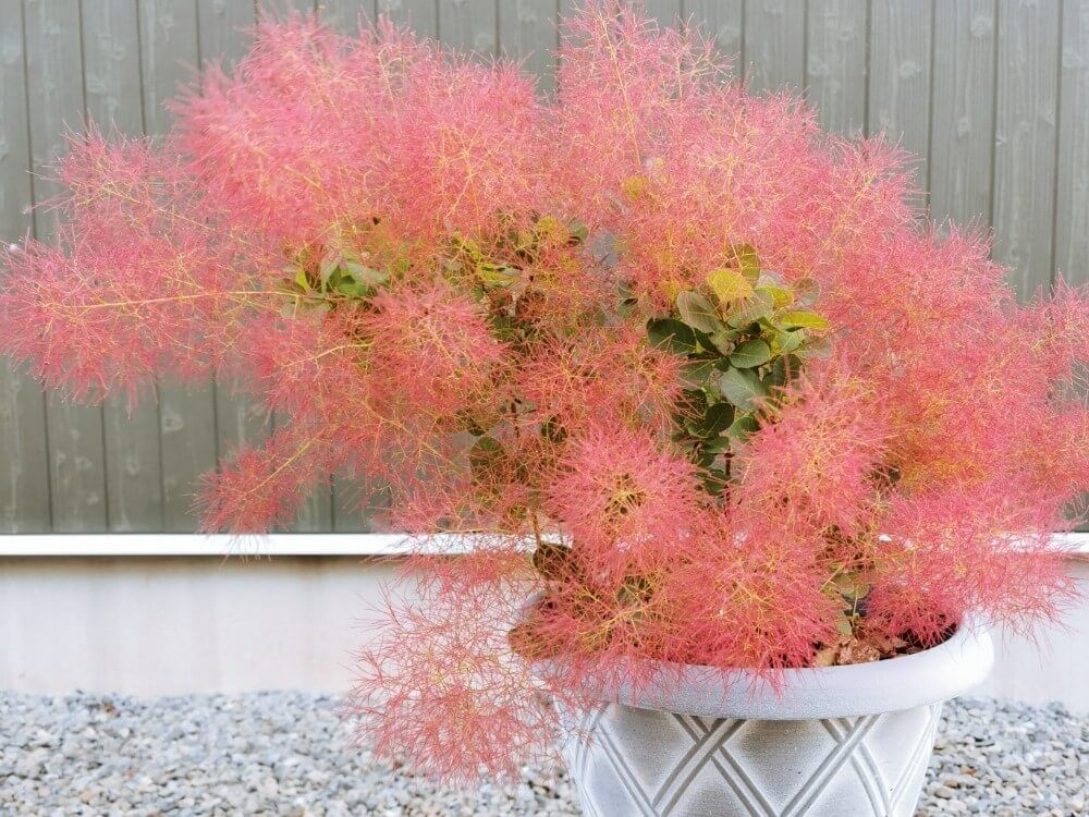 スモークツリー　リトルルビー