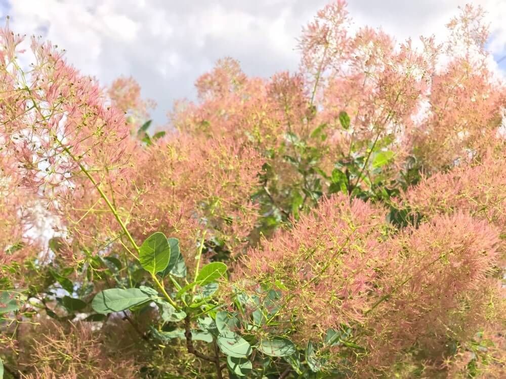 スモークツリー　ヤングレディ