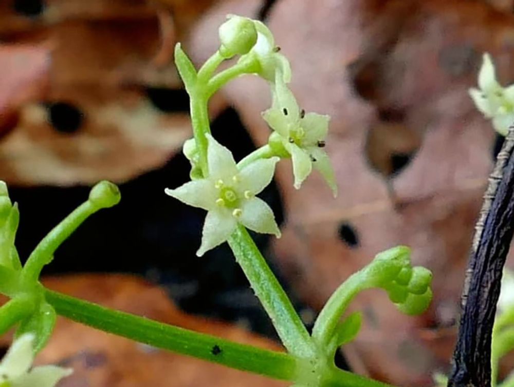 アカネの花の画像