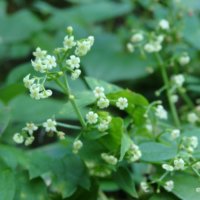 アカネ(茜)の花言葉｜名前の由来は？怖い意味がある？の画像