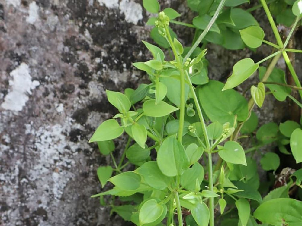 アカネのつるの画像