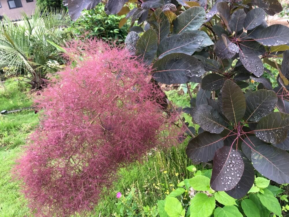 スモークツリー　ベルベットクローク