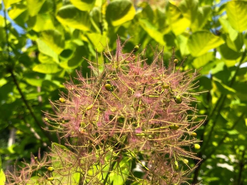 スモークツリー　ゴールデンスピリット