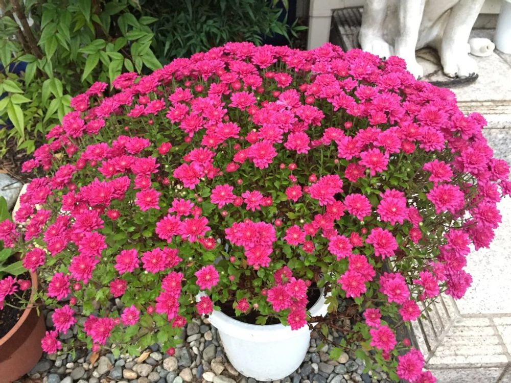 ピンク色のポットマムの画像
