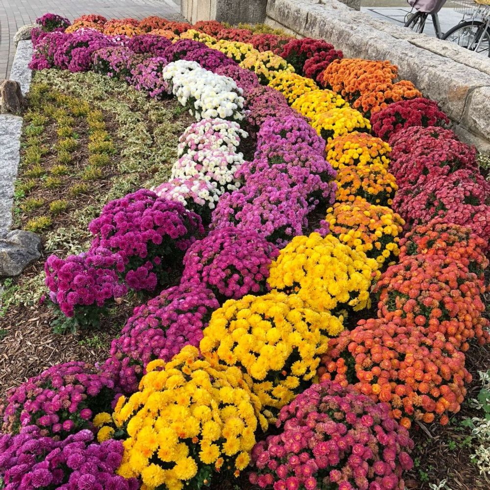 ポットマムの寄せ植えの画像