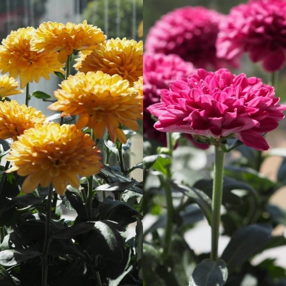 オレンジとピンクのポットマムの画像