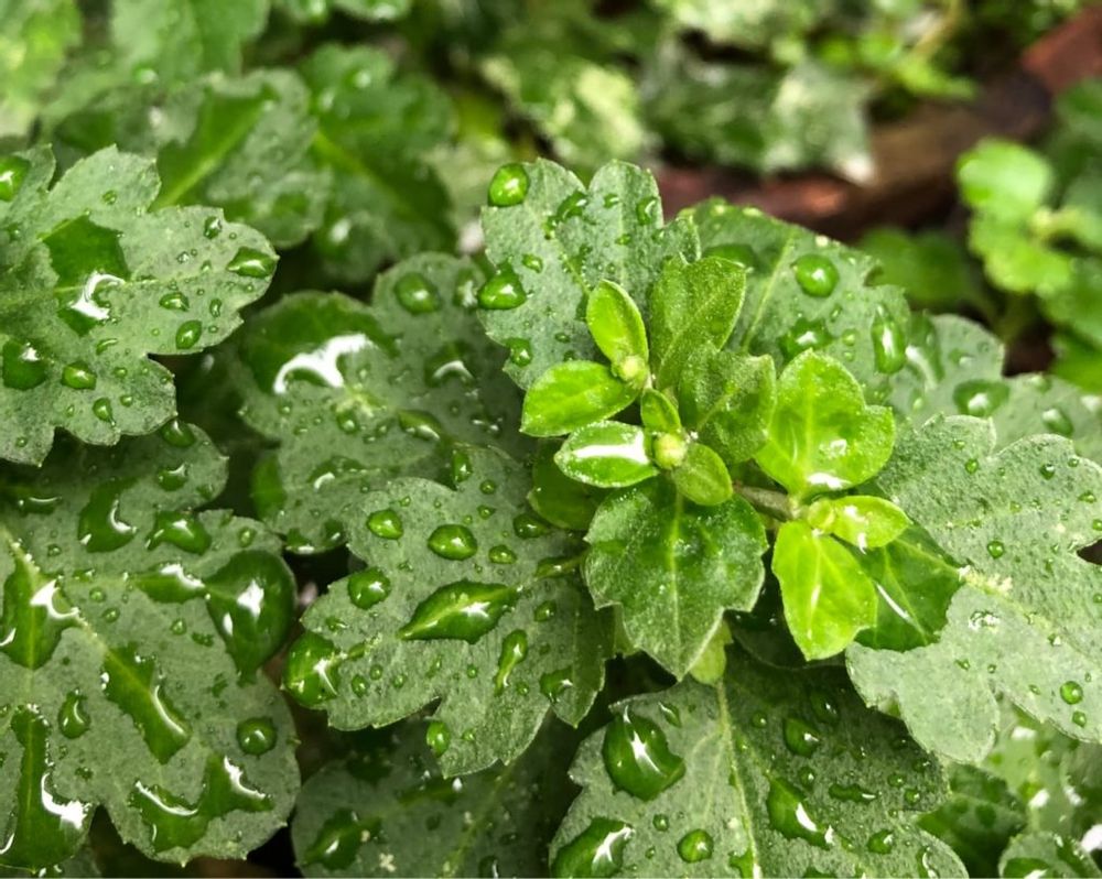 ポットマムの水やりの画像