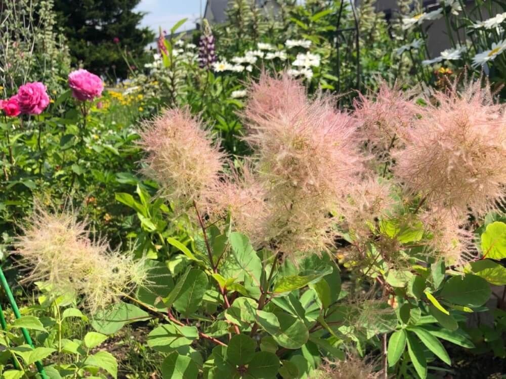 スモークツリー　ピンクパール