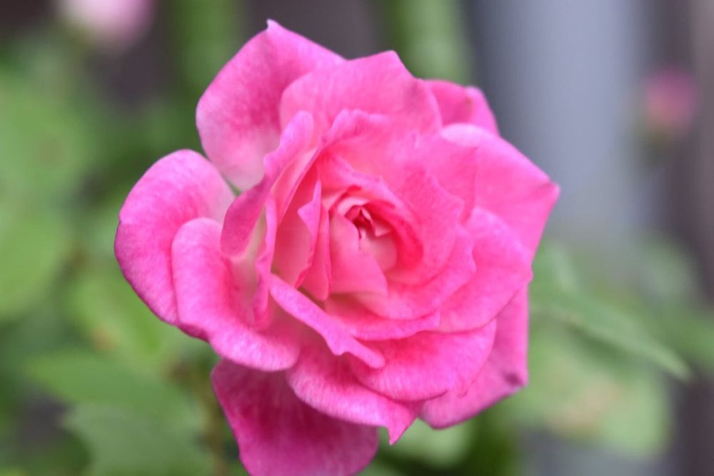 ピンクアイスバーグの画像