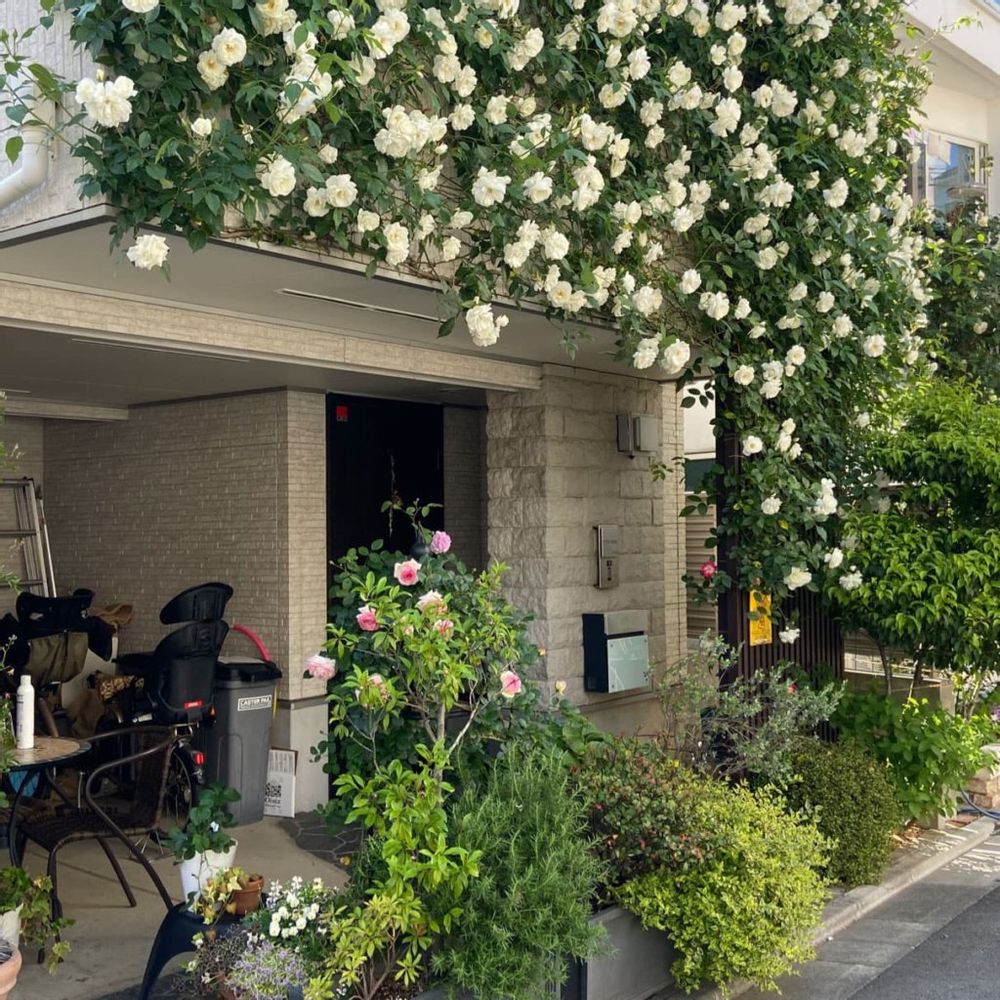 アイスバーグが咲きほこる家の画像