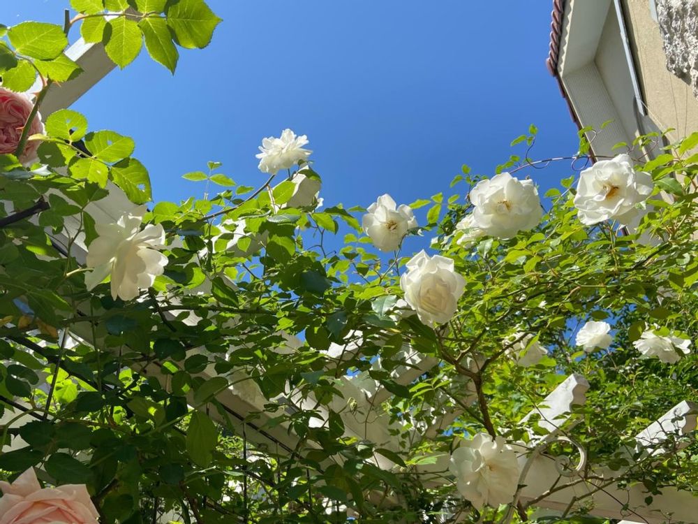 アイスバーグの庭の画像