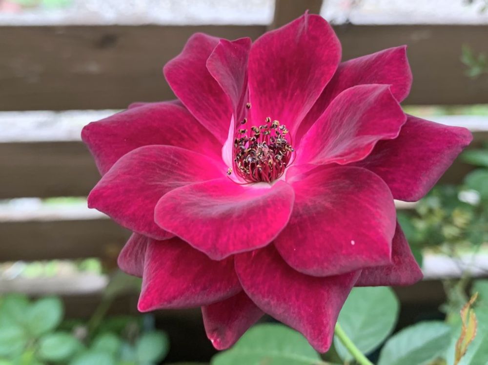 バーガンディアイスバーグの画像