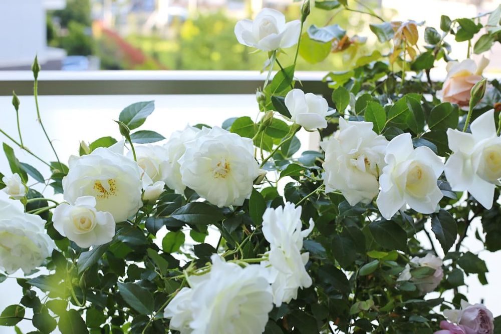 アイスバーグの画像