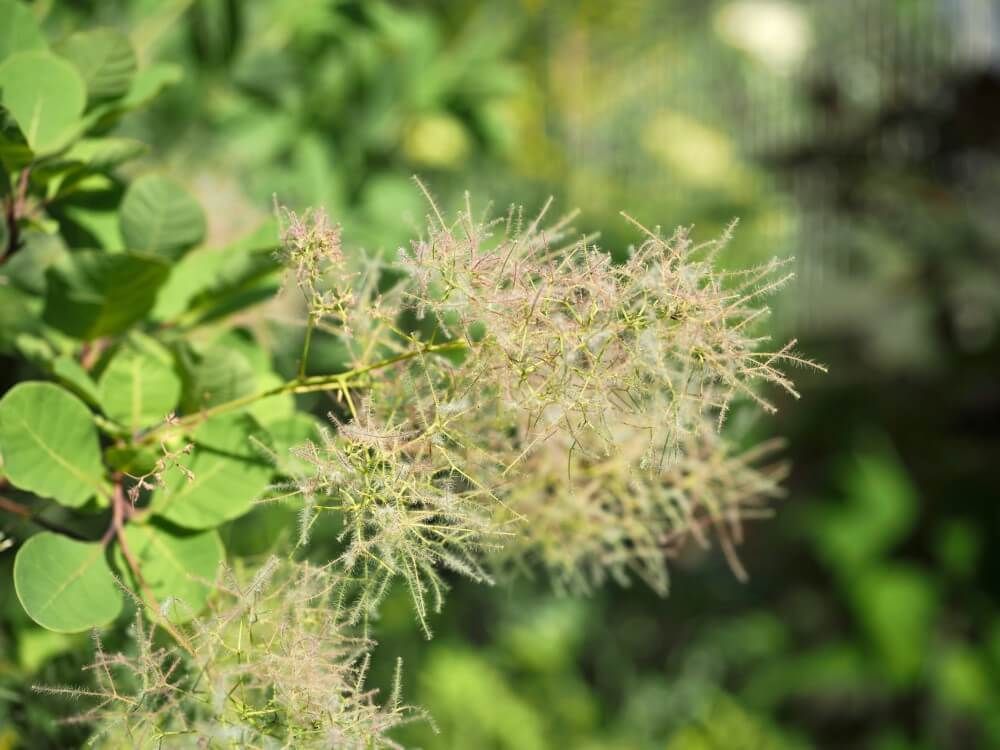 スモークツリー　グリーンファウンテン