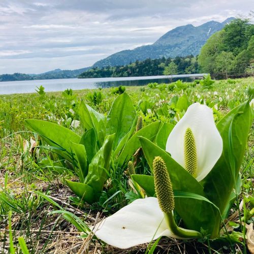 ミズバショウ 水芭蕉 の花言葉 花言葉の由来は 怖い意味がある Greensnap グリーンスナップ