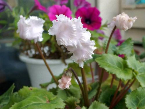 シクラメンの花が終わったら 咲かなくなった後のお手入れ方法は Greensnap グリーンスナップ