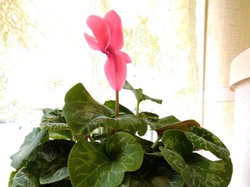 シクラメンの花が終わったら 咲かなくなった後のお手入れ方法は Greensnap グリーンスナップ シクラメンの花が終わったら 咲かなくなった後のお手入れ方法は Greensnap グリーンスナップ
