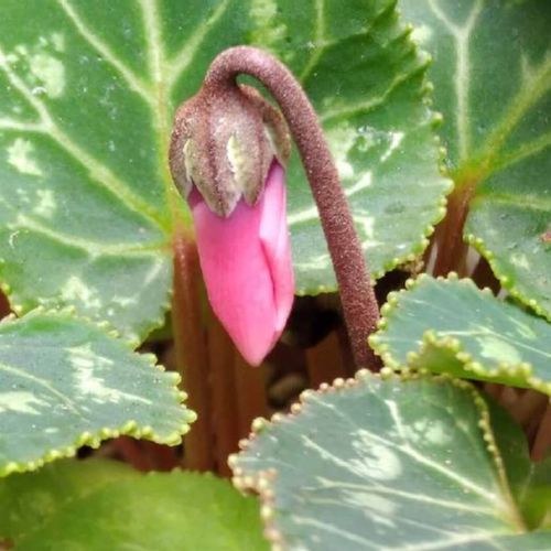 シクラメンの花が終わったら 咲かなくなった後のお手入れ方法は Greensnap グリーンスナップ