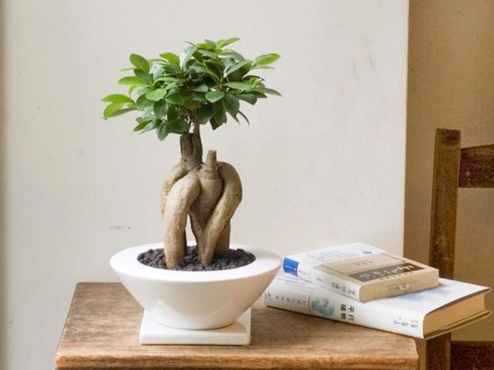テーブルの上に飾ってあるガジュマル