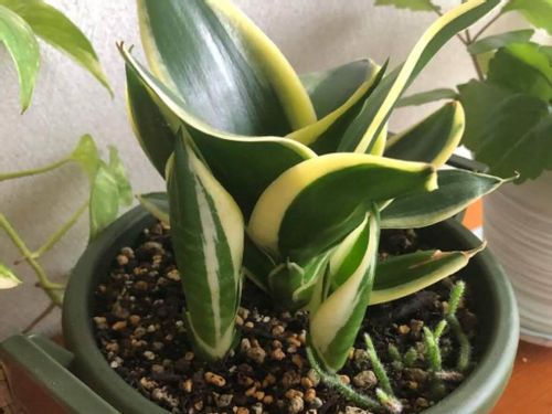 サンスベリアの植え替え 時期や方法は おすすめの土と鉢はどれ Greensnap グリーンスナップ