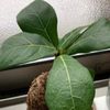 ゴムの木の風水｜風水効果の高い置き場所や方角は？の画像