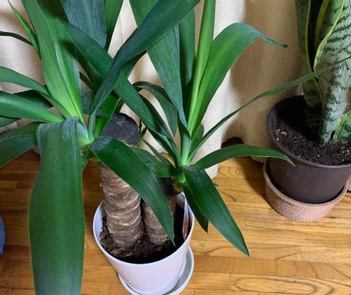 ドラセナの風水効果 金運や恋愛運アップにおすすめの置き場所や方角は Greensnap グリーンスナップ