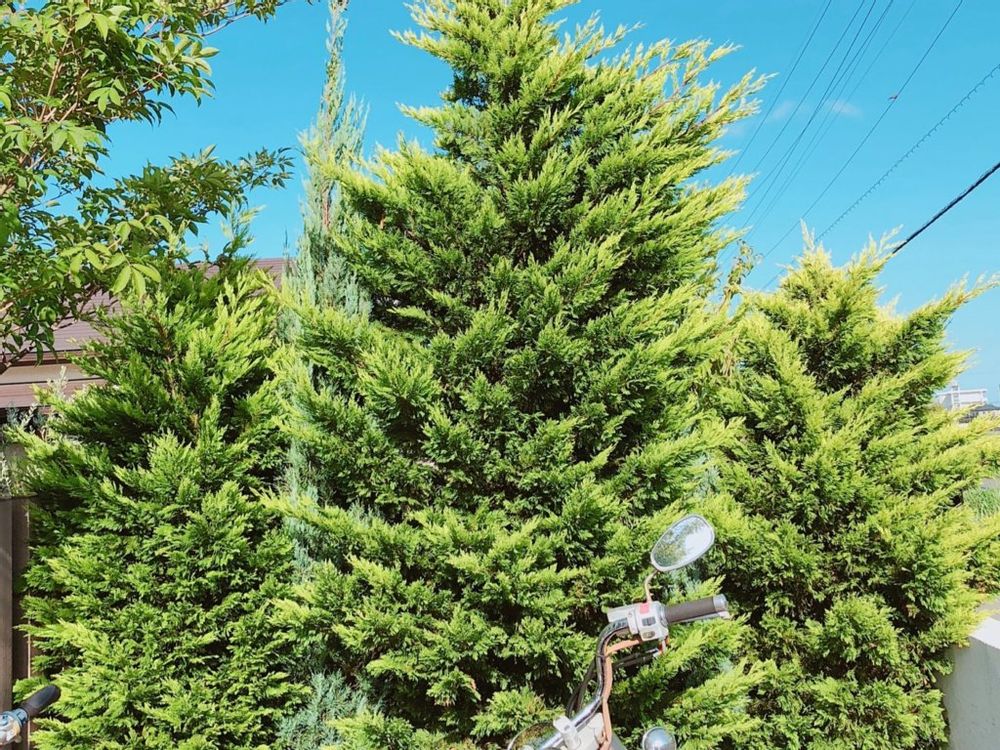 コニファー・ブルーヘブン　植木
