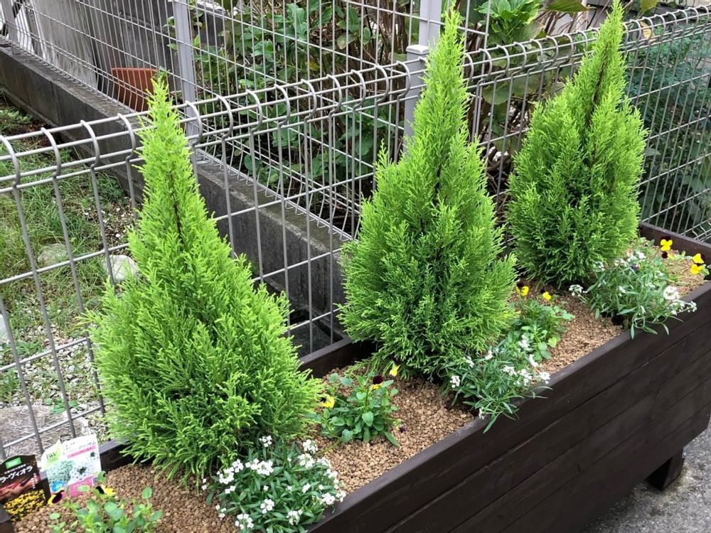 コニファー・ウィルマ　プランター　用土