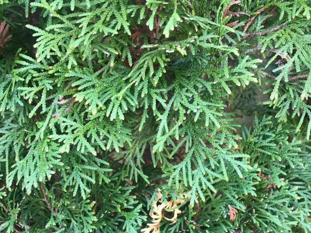 コニファー・グリーンコーン　用土　地植え