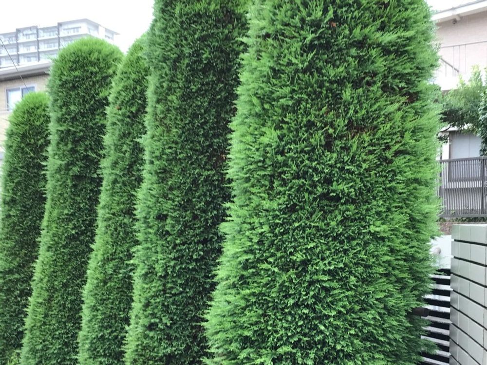 コニファー・レイランディ　植木