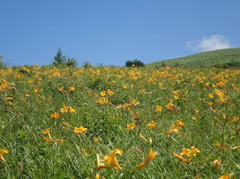 ニッコウキスゲ