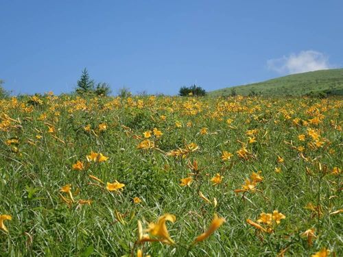 ニッコウキスゲとは 花言葉や時期 似た花は Greensnap グリーンスナップ