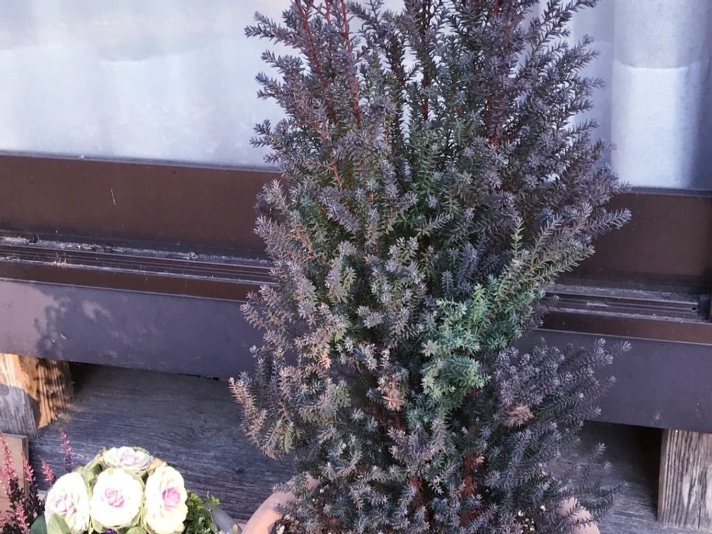 コニファー・レッドスター　窓辺　鉢植え