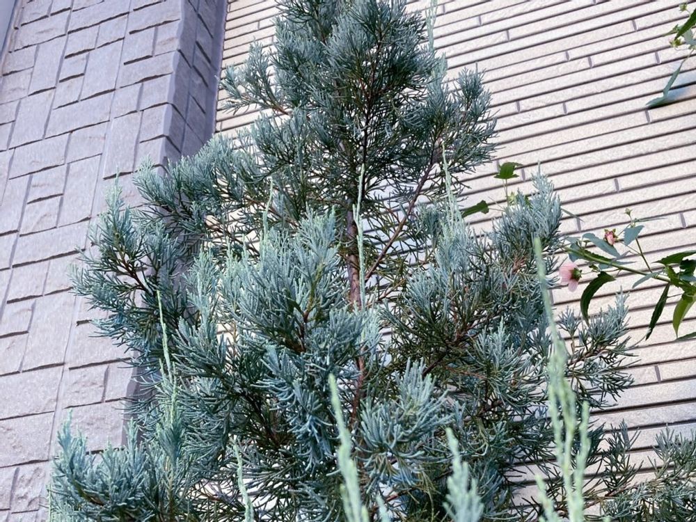 コニファー・ブルーエンジェル　植木