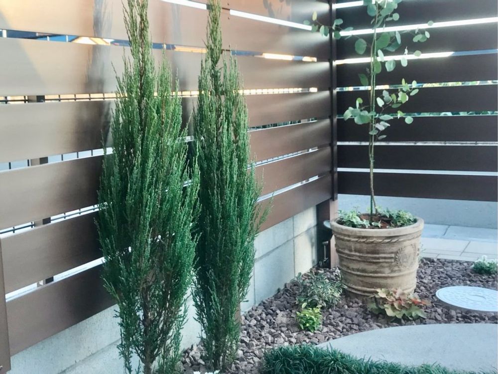 コニファー・ブルーアロー　庭木