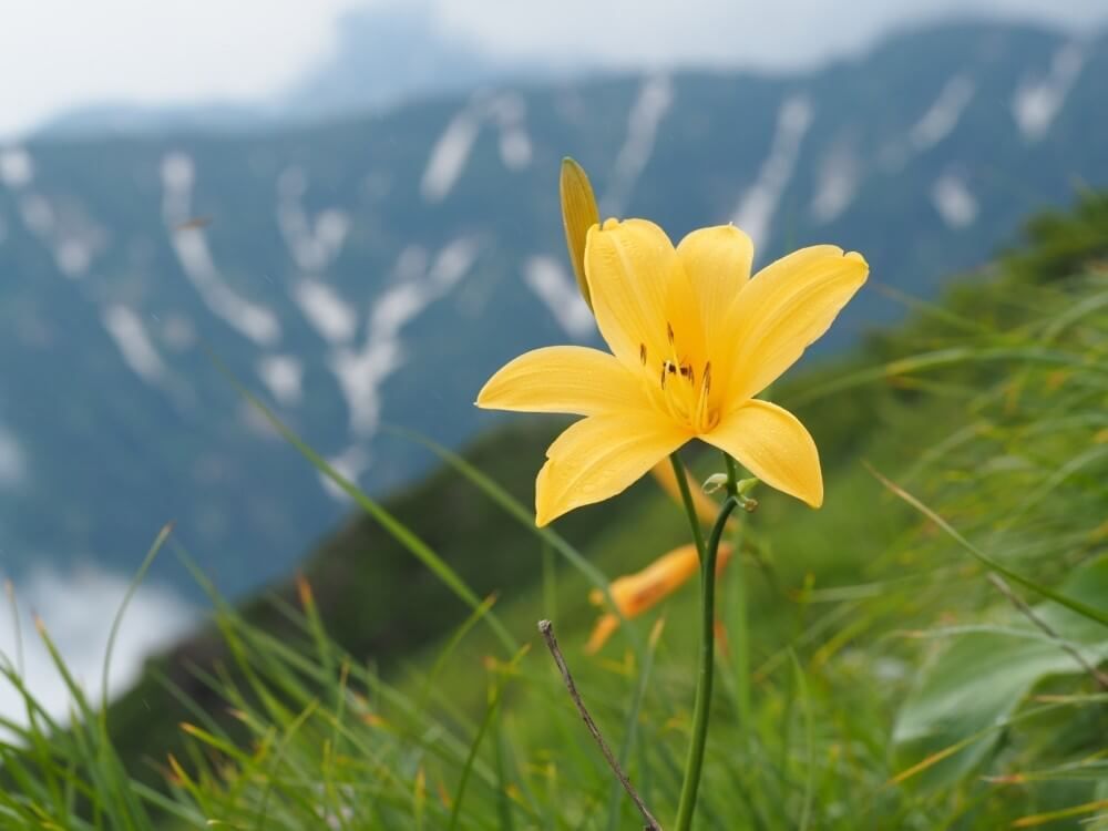 ニッコウキスゲ