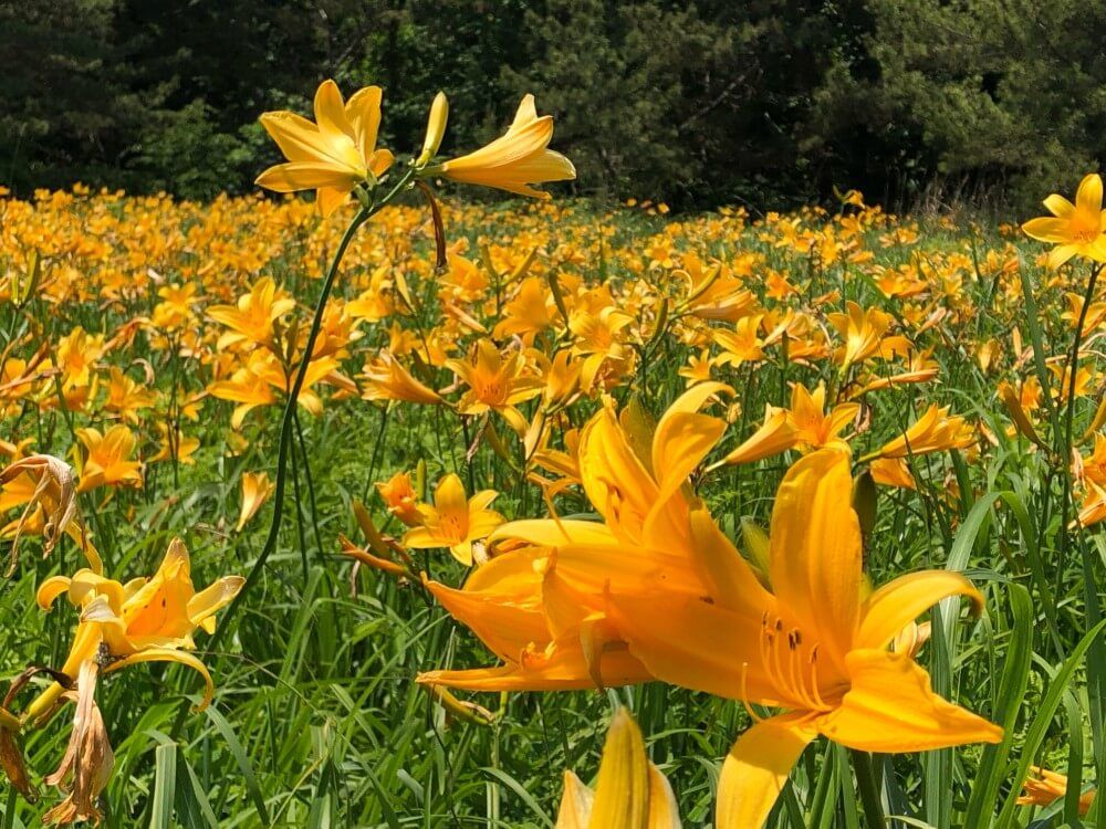 ニッコウキスゲ