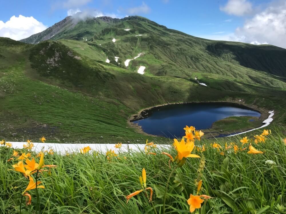ニッコウキスゲ