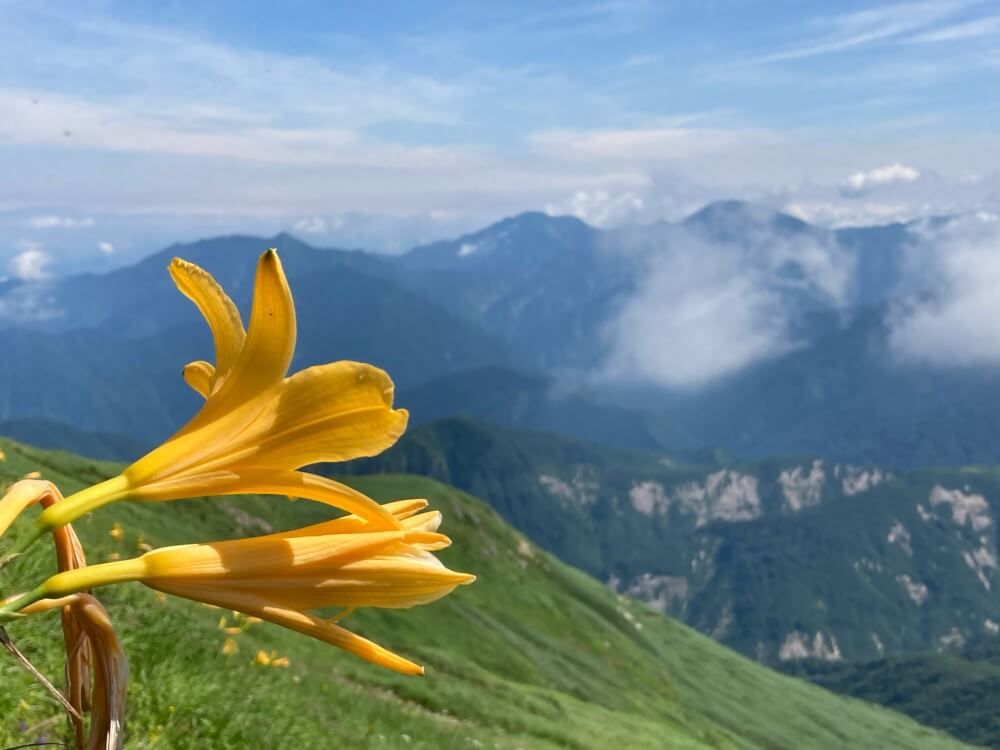 ニッコウキスゲ