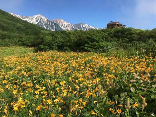 ニッコウキスゲとは 花言葉や時期 似た花は Greensnap グリーンスナップ