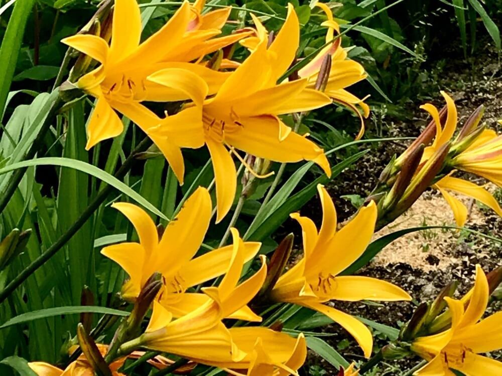 ヒメカンゾウヒメカンゾウ