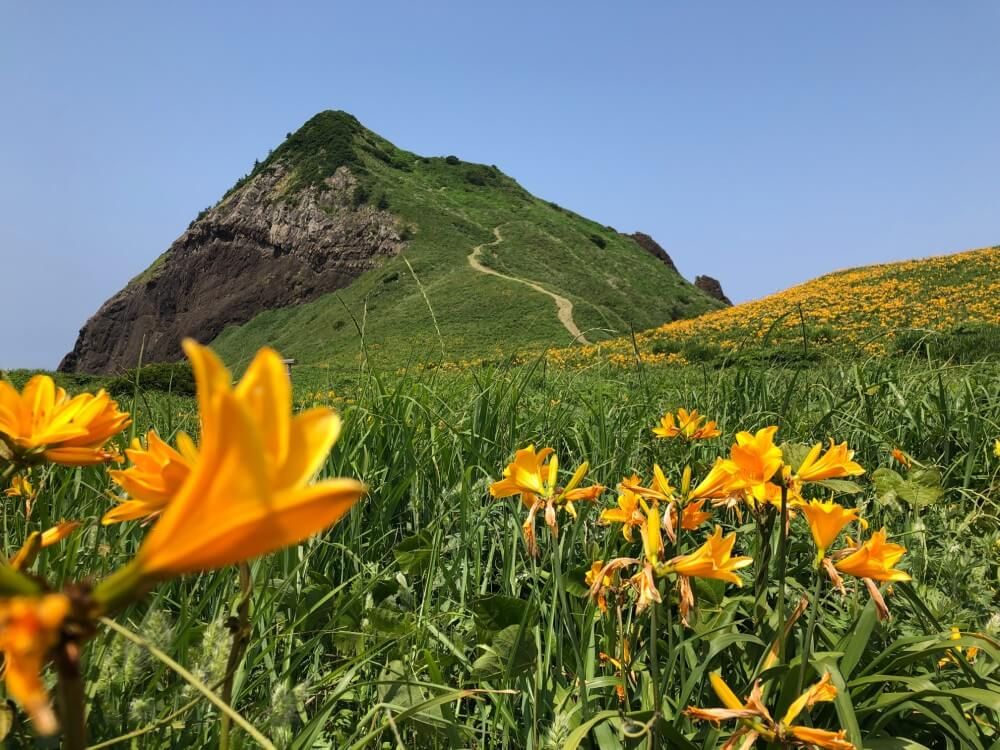トビシマカンゾウ